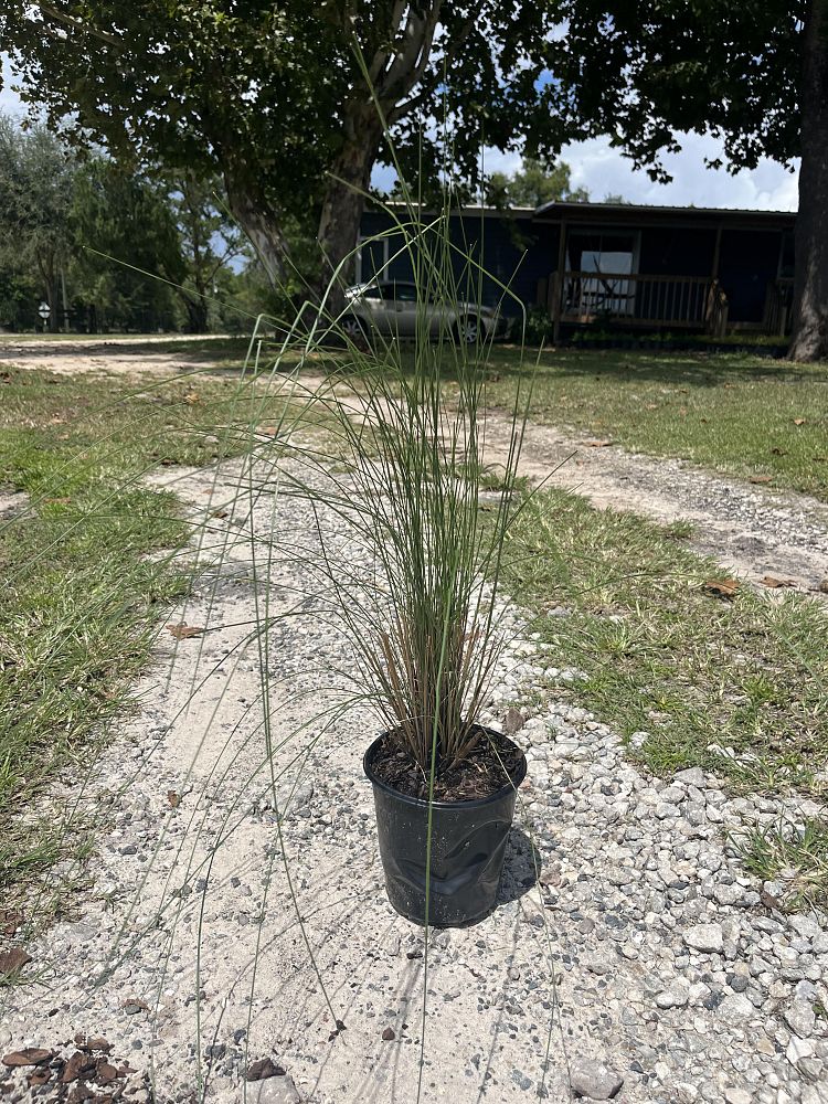 muhlenbergia-capillaris-gulf-coast-muhly-grass-hair-awn-muhly-pink-muhly-grass