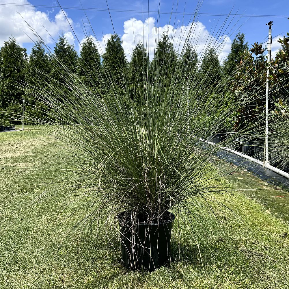 muhlenbergia-capillaris-gulf-coast-muhly-grass-hair-awn-muhly-pink-muhly-grass