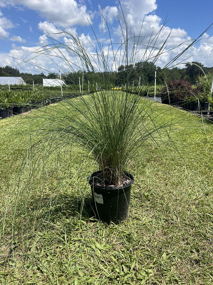 muhlenbergia-capillaris-gulf-coast-muhly-grass-hair-awn-muhly-pink-muhly-grass