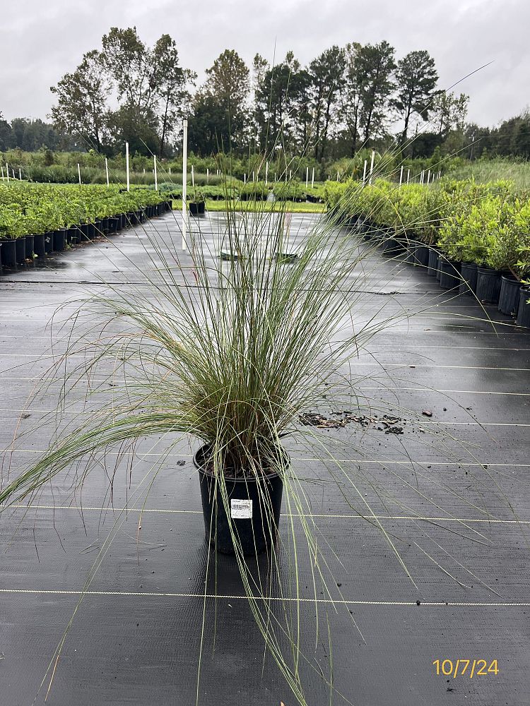 muhlenbergia-capillaris-gulf-coast-muhly-grass-hair-awn-muhly-pink-muhly-grass