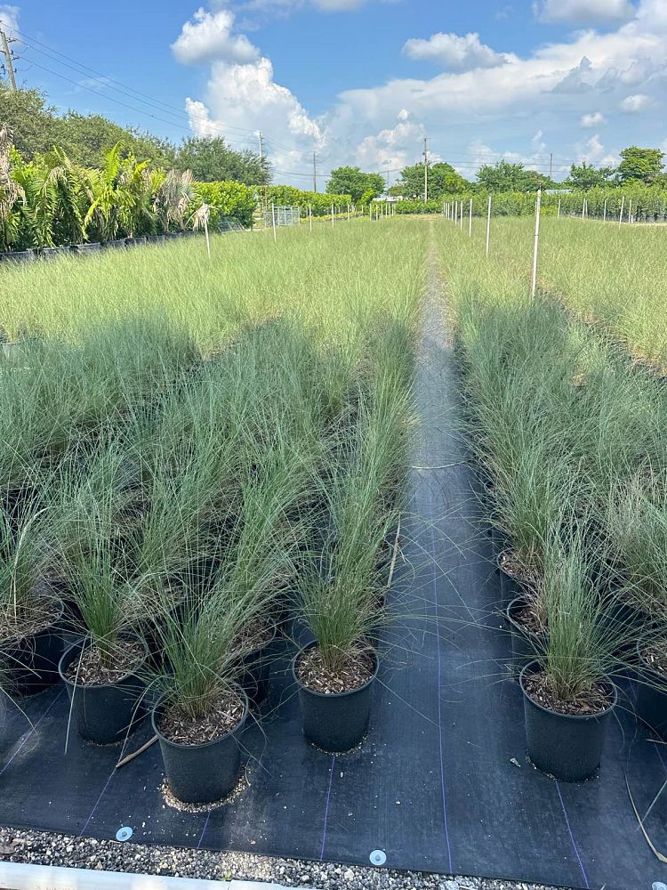 muhlenbergia-capillaris-gulf-coast-muhly-grass-hair-awn-muhly-pink-muhly-grass