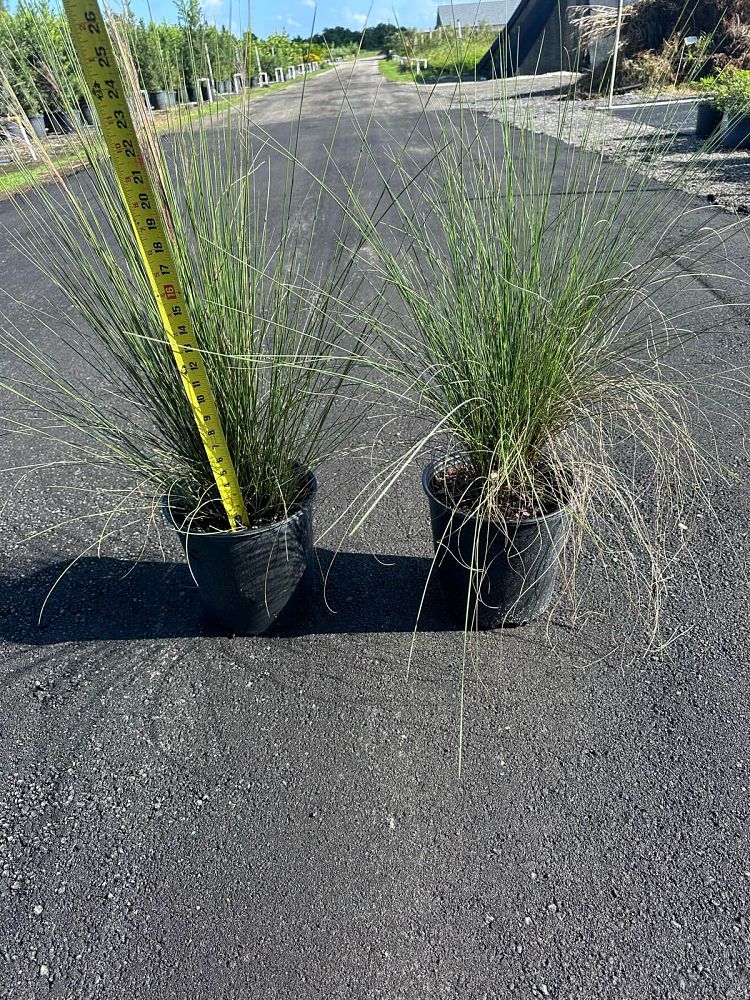 muhlenbergia-capillaris-gulf-coast-muhly-grass-hair-awn-muhly-pink-muhly-grass