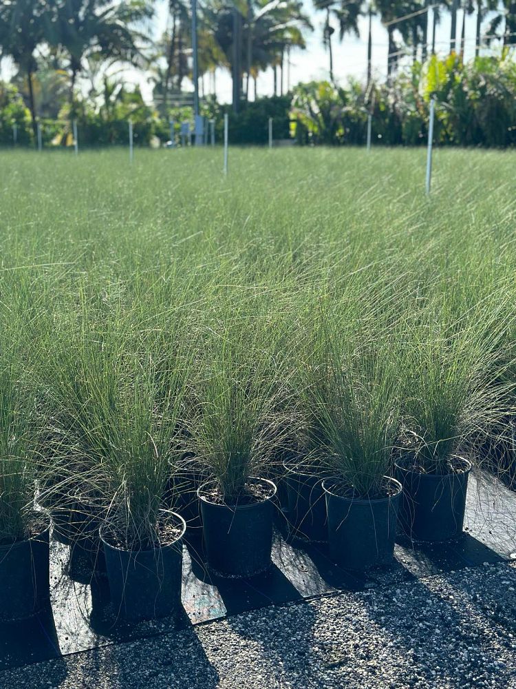 muhlenbergia-capillaris-gulf-coast-muhly-grass-hair-awn-muhly-pink-muhly-grass