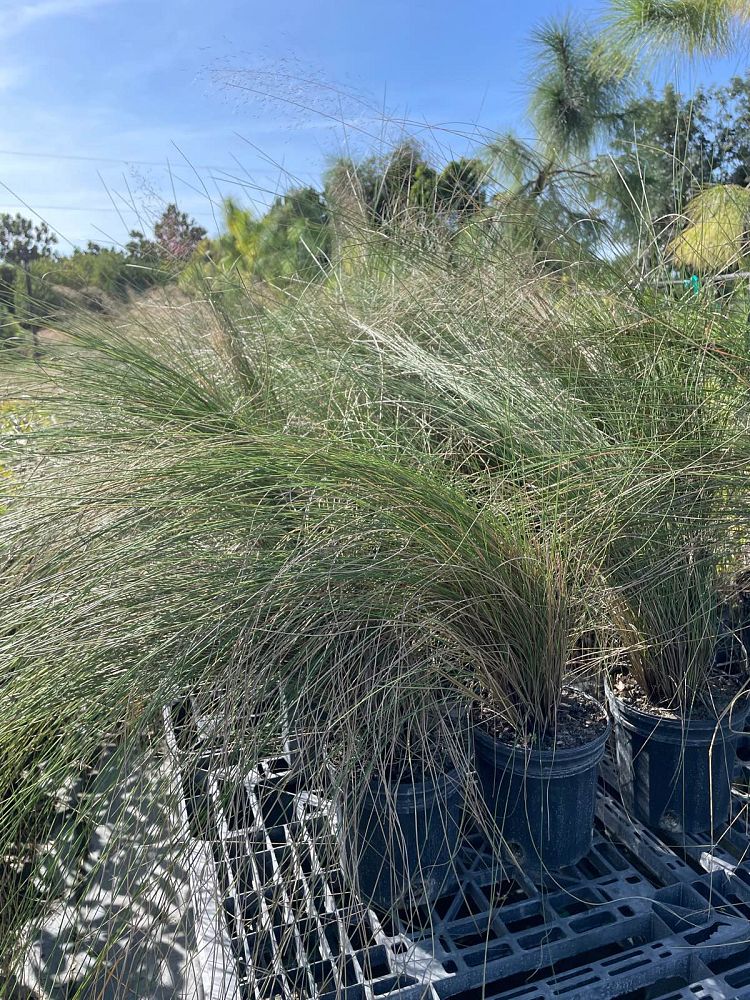 muhlenbergia-capillaris-gulf-coast-muhly-grass-hair-awn-muhly-pink-muhly-grass