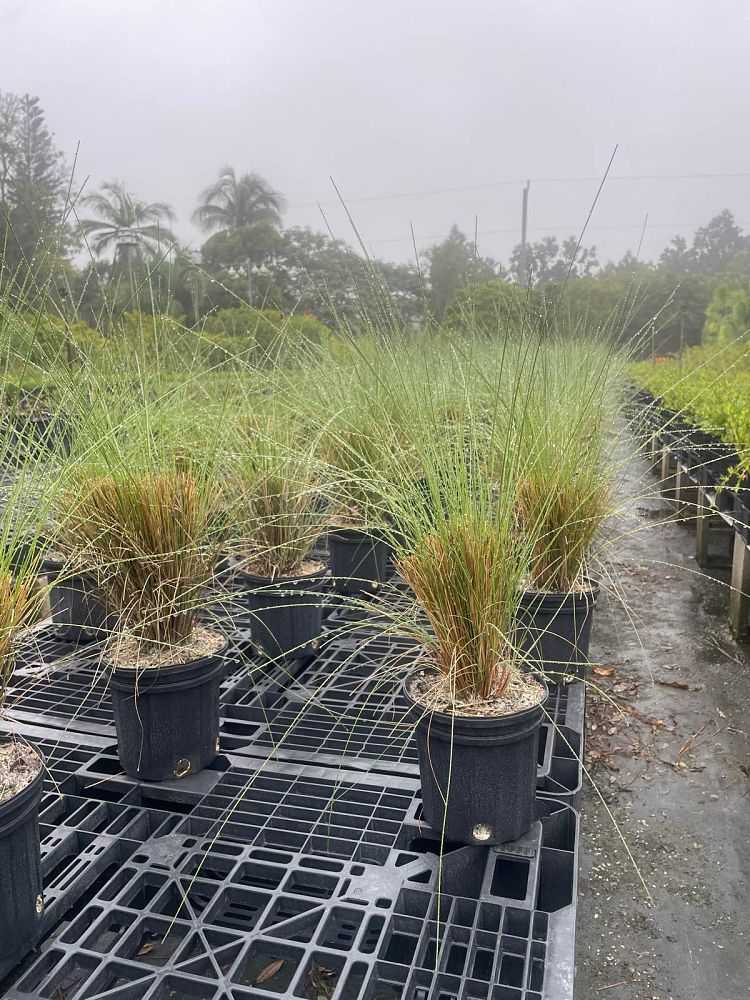 muhlenbergia-capillaris-gulf-coast-muhly-grass-hair-awn-muhly-pink-muhly-grass