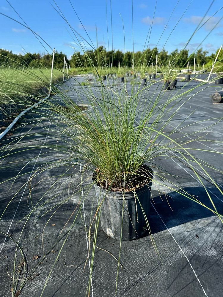 muhlenbergia-capillaris-gulf-coast-muhly-grass-hair-awn-muhly-pink-muhly-grass