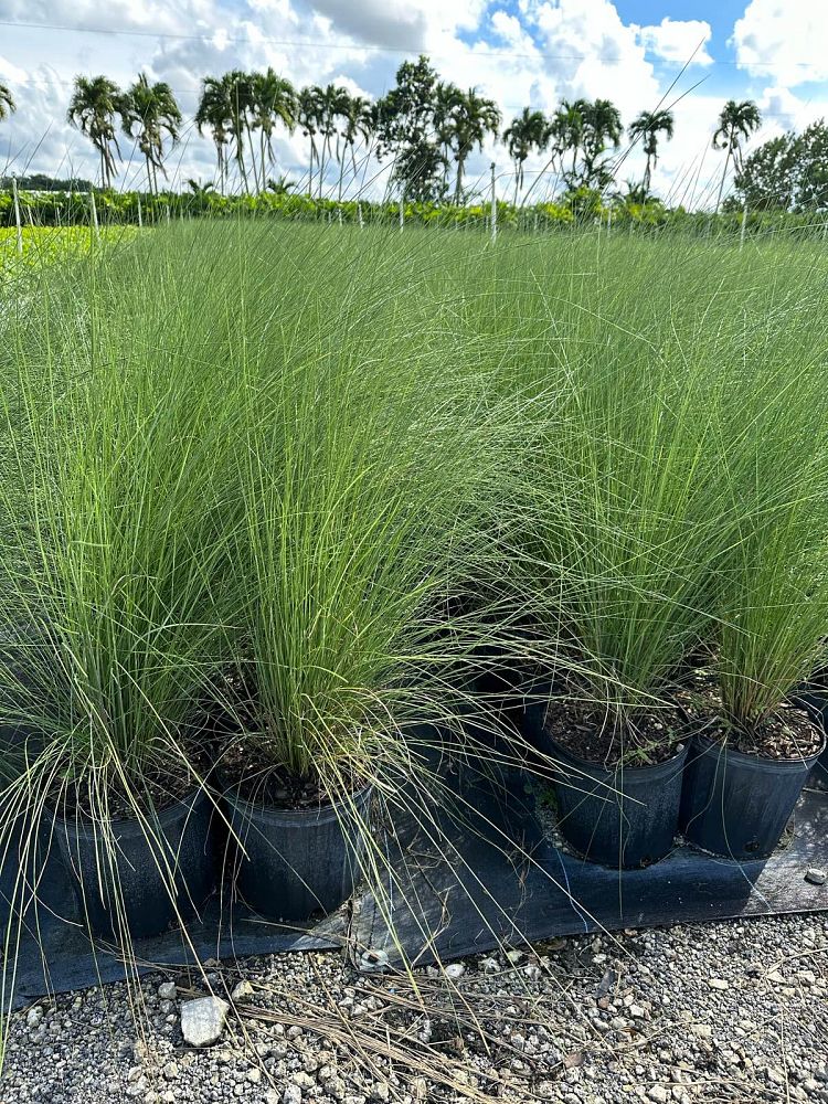 muhlenbergia-capillaris-gulf-coast-muhly-grass-hair-awn-muhly-pink-muhly-grass