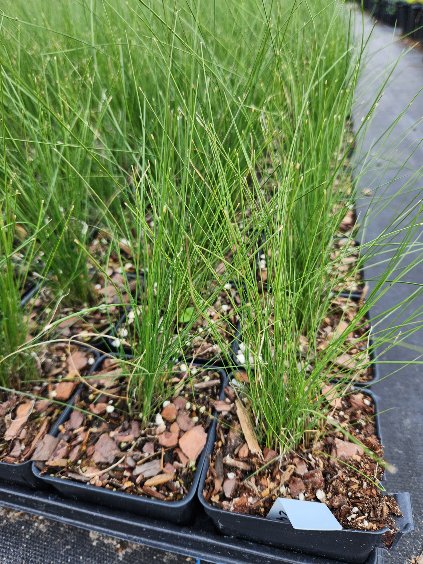 muhlenbergia-capillaris-gulf-coast-muhly-grass-hair-awn-muhly-pink-muhly-grass