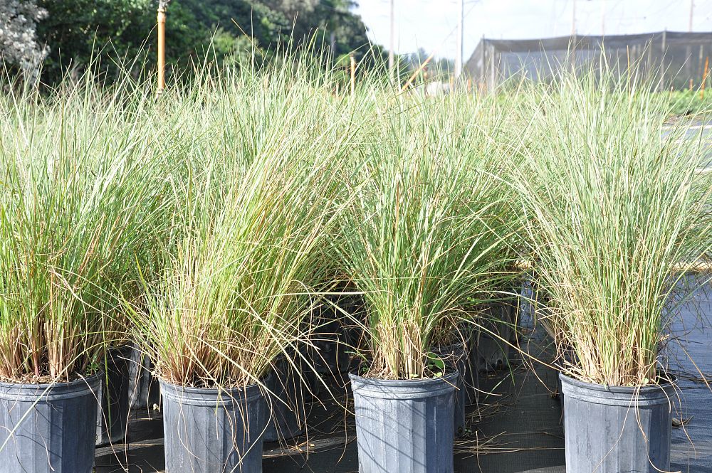 muhlenbergia-capillaris-gulf-coast-muhly-grass-hair-awn-muhly-pink-muhly-grass