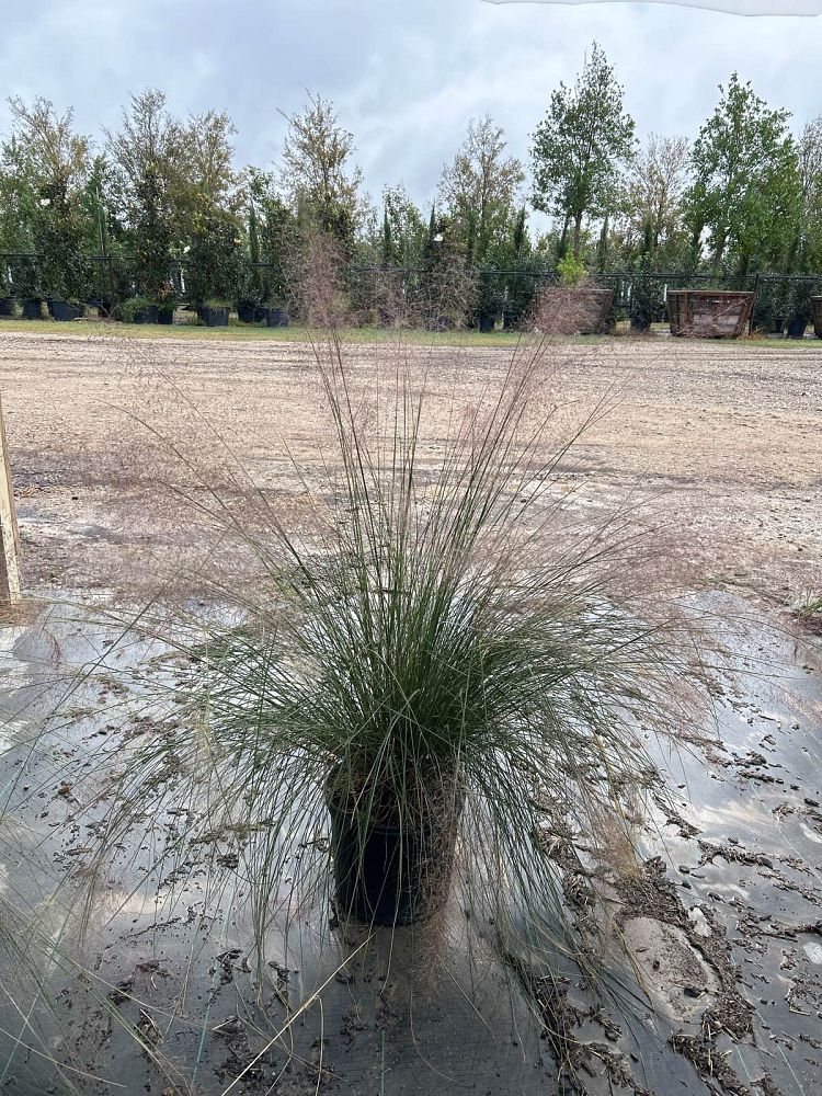 muhlenbergia-capillaris-gulf-coast-muhly-grass-hair-awn-muhly-pink-muhly-grass