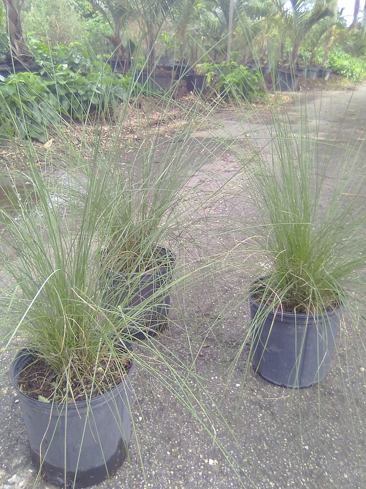 muhlenbergia-capillaris-gulf-coast-muhly-grass-hair-awn-muhly-pink-muhly-grass