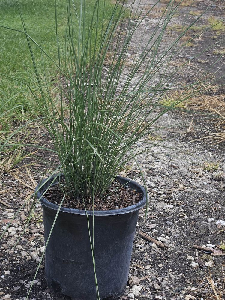 muhlenbergia-capillaris-gulf-coast-muhly-grass-hair-awn-muhly-pink-muhly-grass