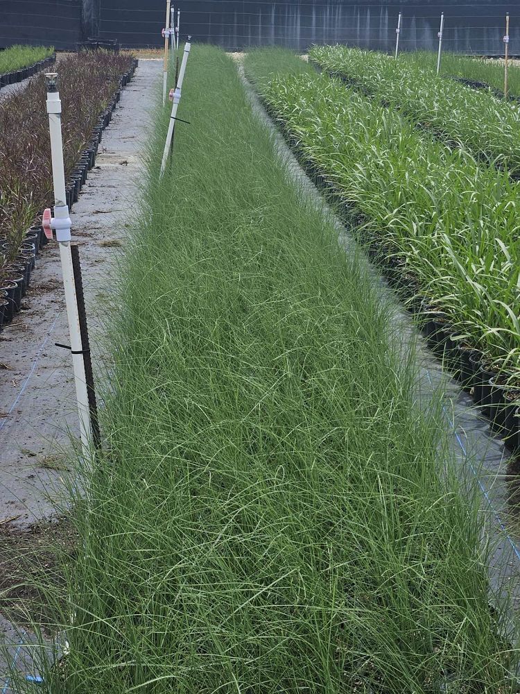 muhlenbergia-capillaris-gulf-coast-muhly-grass-hair-awn-muhly-pink-muhly-grass