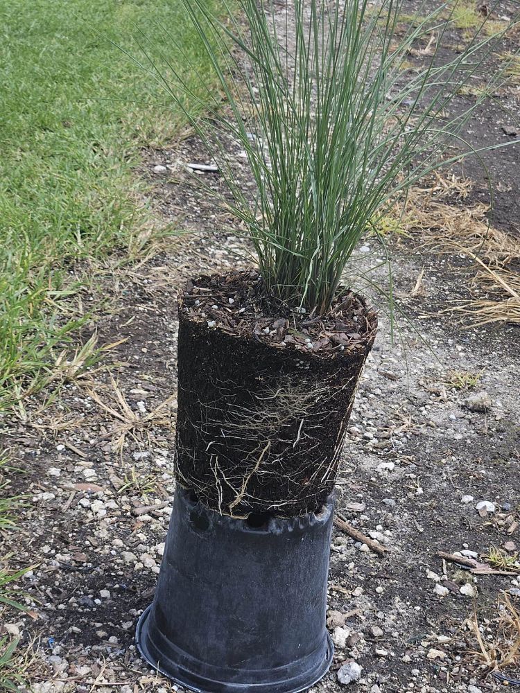 muhlenbergia-capillaris-gulf-coast-muhly-grass-hair-awn-muhly-pink-muhly-grass