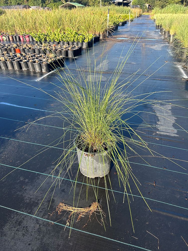 muhlenbergia-capillaris-gulf-coast-muhly-grass-hair-awn-muhly-pink-muhly-grass