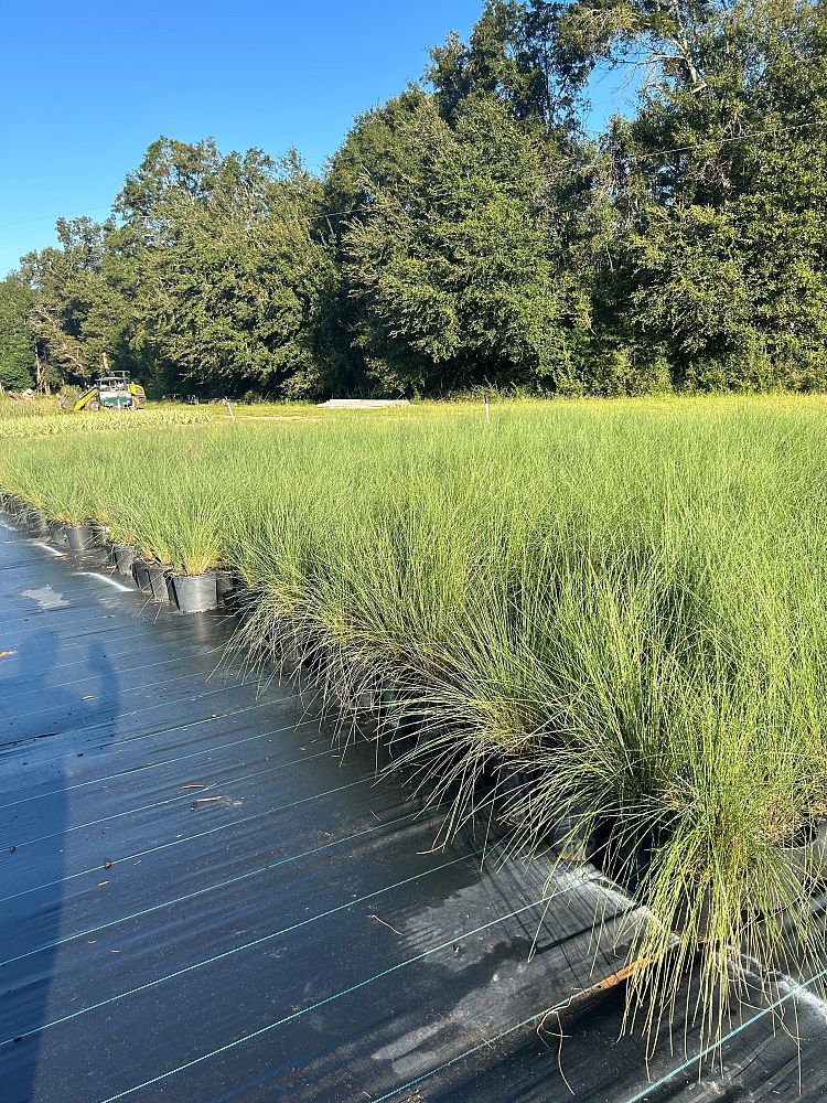 muhlenbergia-capillaris-gulf-coast-muhly-grass-hair-awn-muhly-pink-muhly-grass