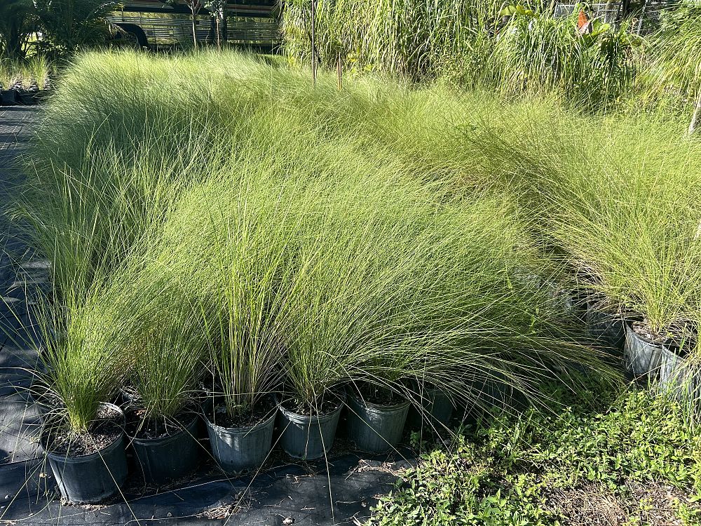 muhlenbergia-capillaris-gulf-coast-muhly-grass-hair-awn-muhly-pink-muhly-grass