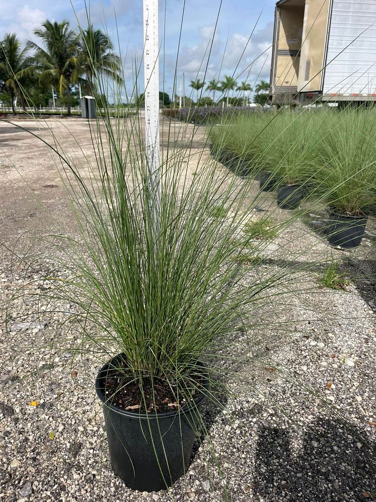 muhlenbergia-capillaris-gulf-coast-muhly-grass-hair-awn-muhly-pink-muhly-grass