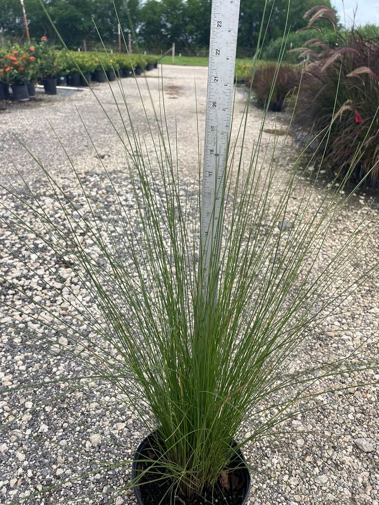 muhlenbergia-capillaris-gulf-coast-muhly-grass-hair-awn-muhly-pink-muhly-grass