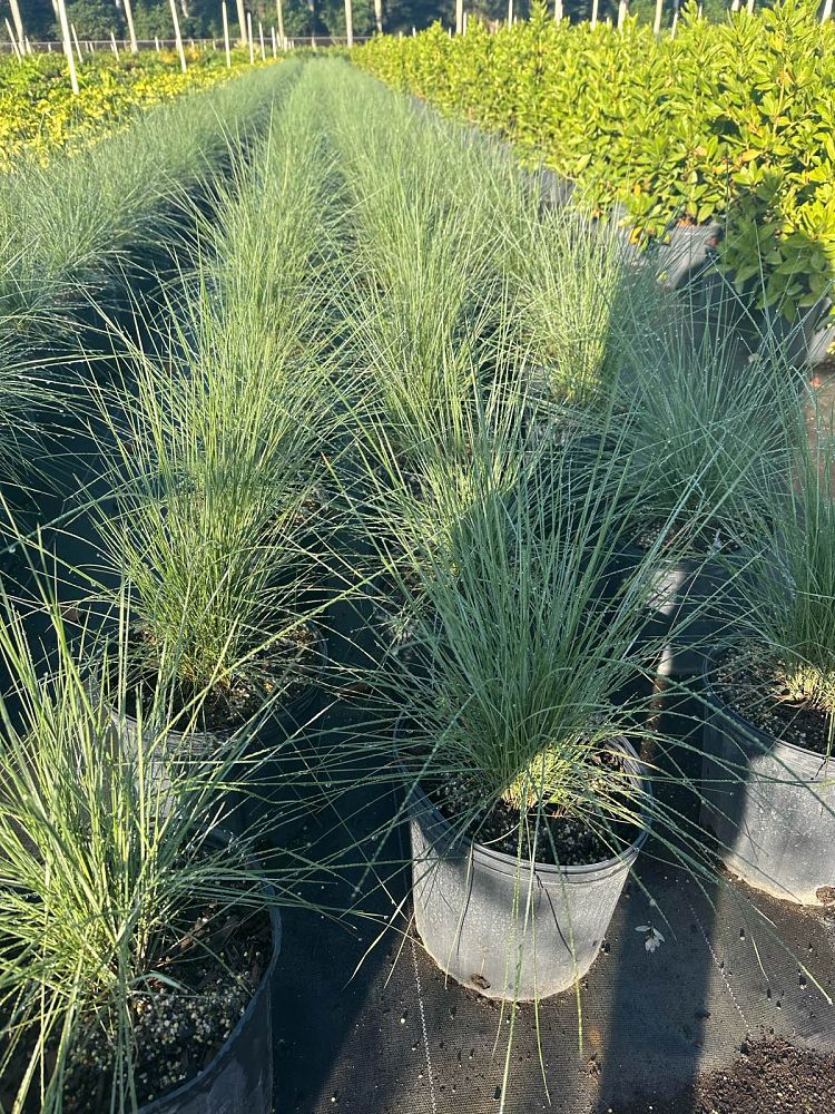 muhlenbergia-capillaris-gulf-coast-muhly-grass-hair-awn-muhly-pink-muhly-grass