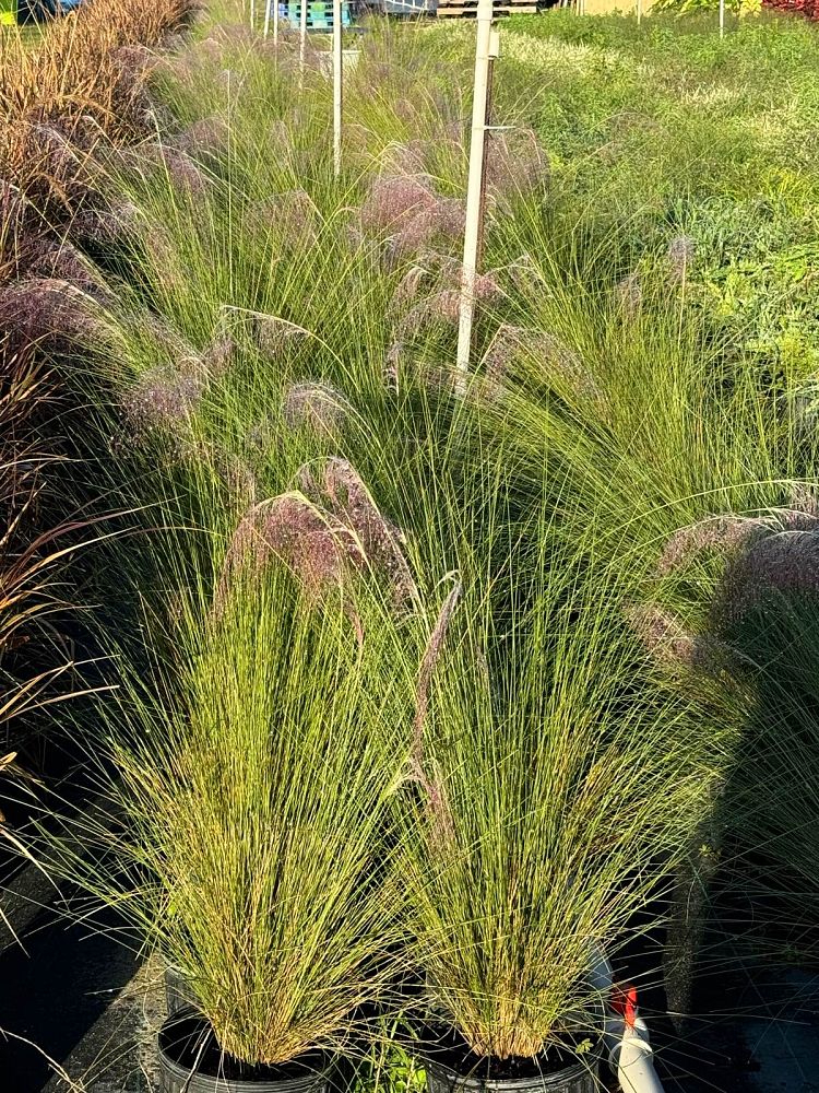 muhlenbergia-capillaris-gulf-coast-muhly-grass-hair-awn-muhly-pink-muhly-grass