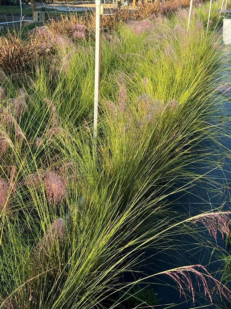 muhlenbergia-capillaris-gulf-coast-muhly-grass-hair-awn-muhly-pink-muhly-grass