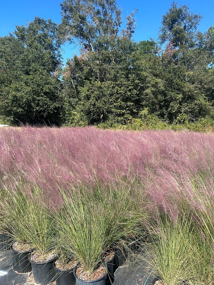 muhlenbergia-capillaris-gulf-coast-muhly-grass-hair-awn-muhly-pink-muhly-grass