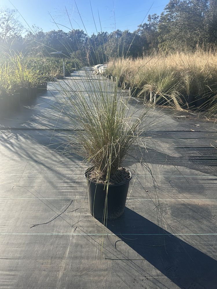 muhlenbergia-capillaris-gulf-coast-muhly-grass-hair-awn-muhly-pink-muhly-grass