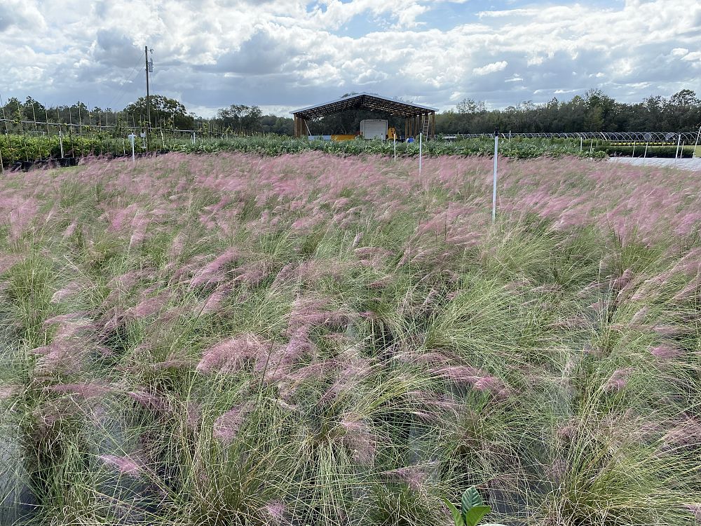 muhlenbergia-capillaris-gulf-coast-muhly-grass-hair-awn-muhly-pink-muhly-grass