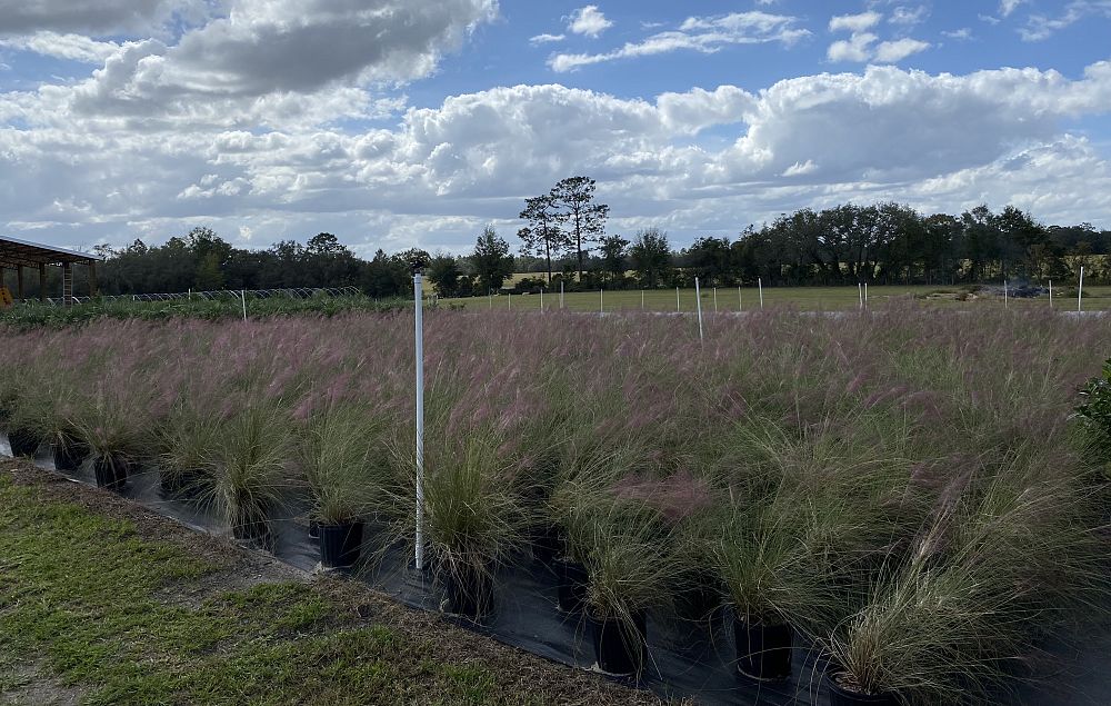 muhlenbergia-capillaris-gulf-coast-muhly-grass-hair-awn-muhly-pink-muhly-grass