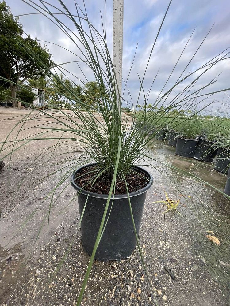 muhlenbergia-capillaris-gulf-coast-muhly-grass-hair-awn-muhly-pink-muhly-grass