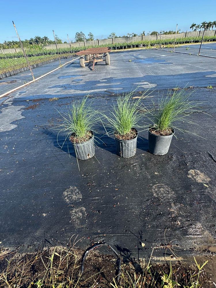 muhlenbergia-capillaris-gulf-coast-muhly-grass-hair-awn-muhly-pink-muhly-grass