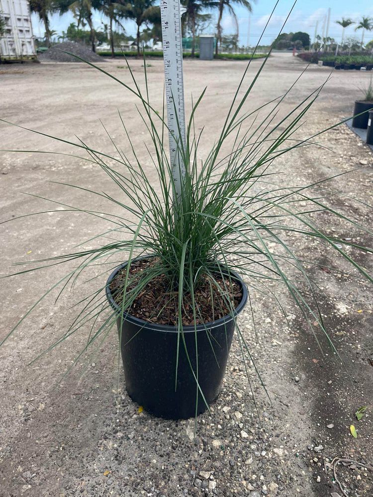 muhlenbergia-capillaris-gulf-coast-muhly-grass-hair-awn-muhly-pink-muhly-grass