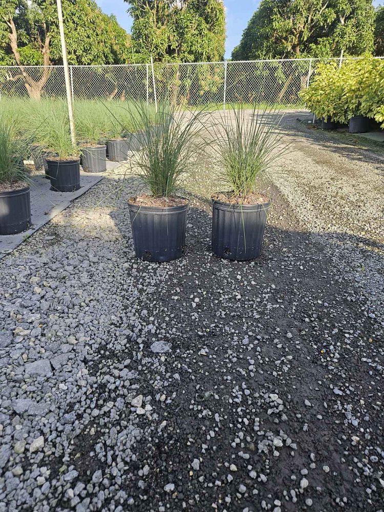 muhlenbergia-capillaris-gulf-coast-muhly-grass-hair-awn-muhly-pink-muhly-grass