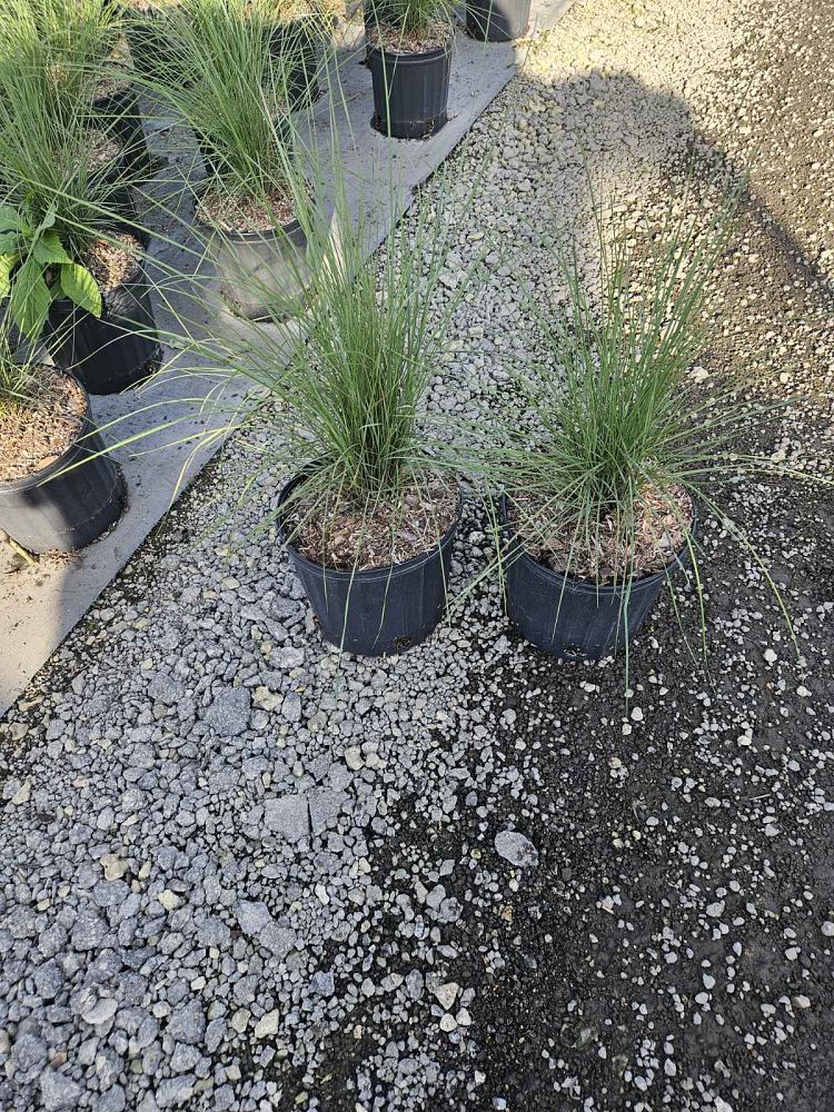 muhlenbergia-capillaris-gulf-coast-muhly-grass-hair-awn-muhly-pink-muhly-grass