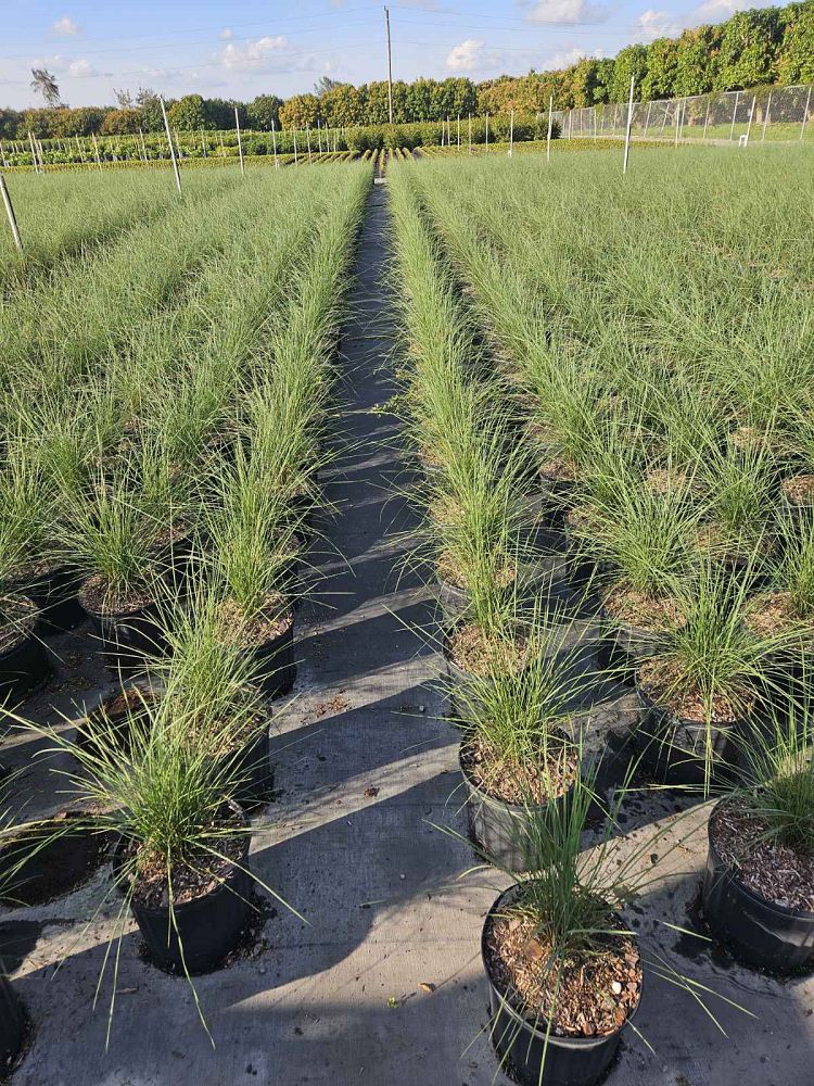 muhlenbergia-capillaris-gulf-coast-muhly-grass-hair-awn-muhly-pink-muhly-grass