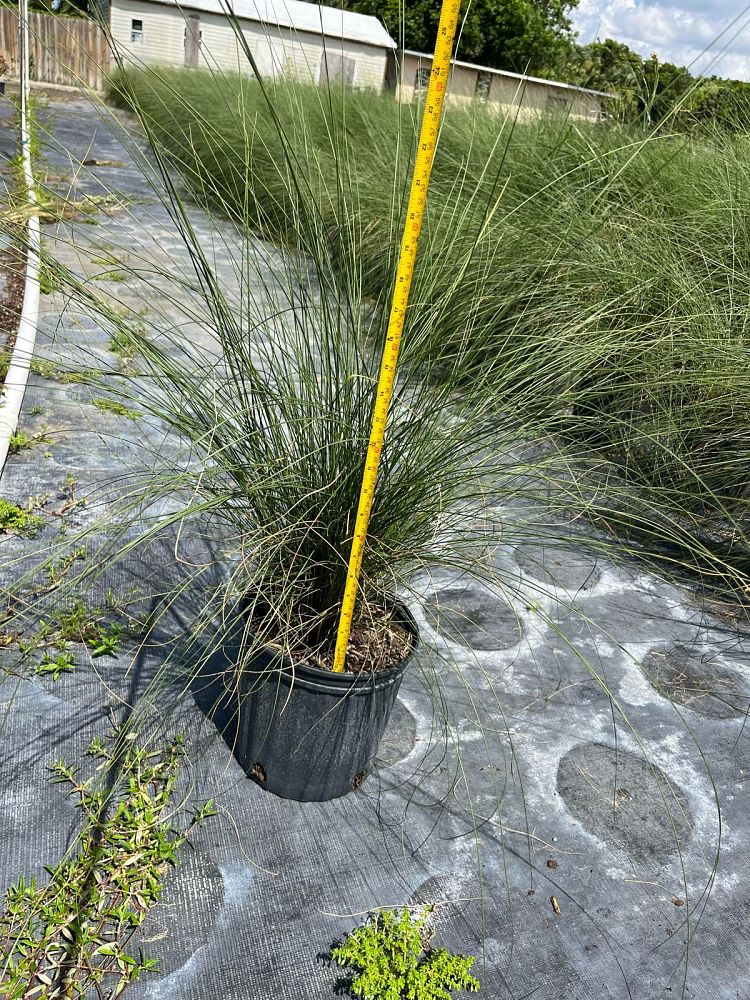 muhlenbergia-capillaris-pink-cloud-gulf-coast-muhly-grass-hair-awn-muhly