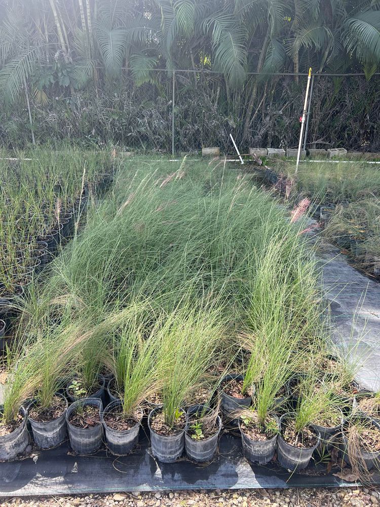 muhlenbergia-capillaris-pink-cloud-gulf-coast-muhly-grass-hair-awn-muhly