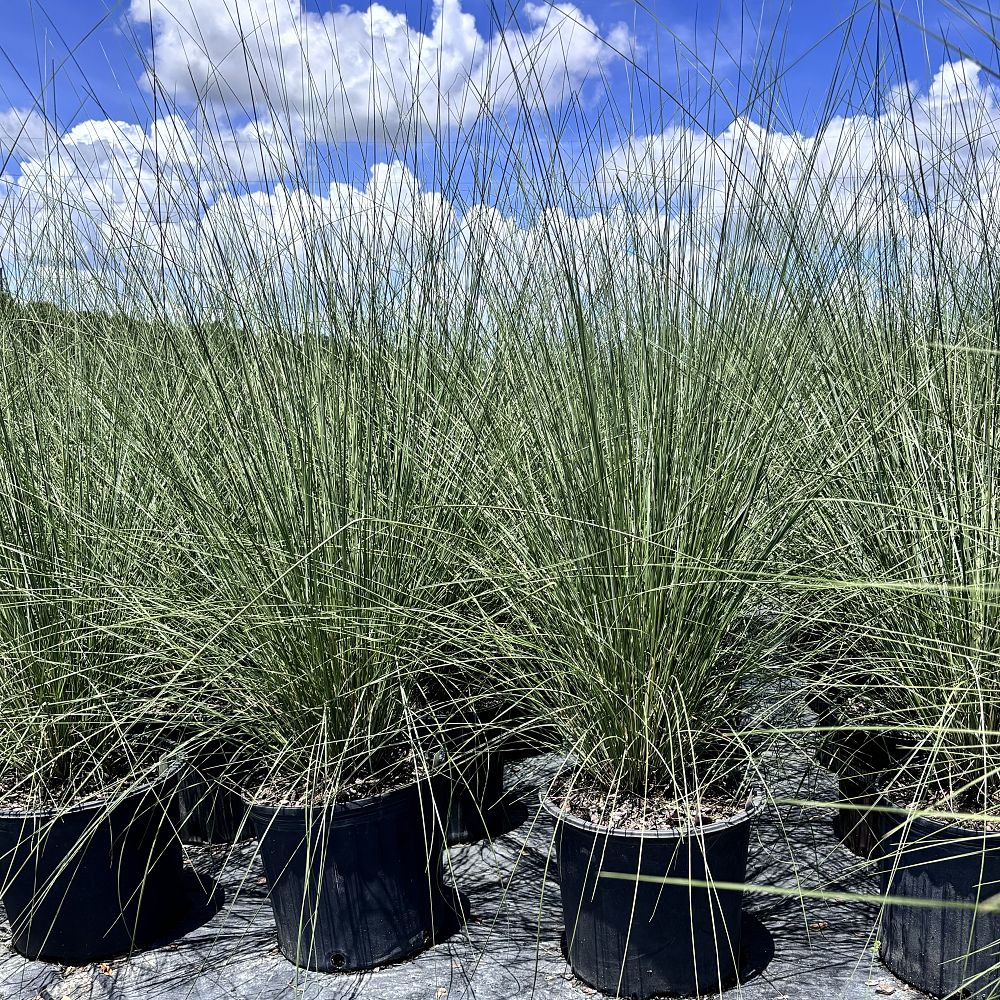 muhlenbergia-capillaris-white-cloud-gulf-coast-muhly-grass-hair-awn-muhly