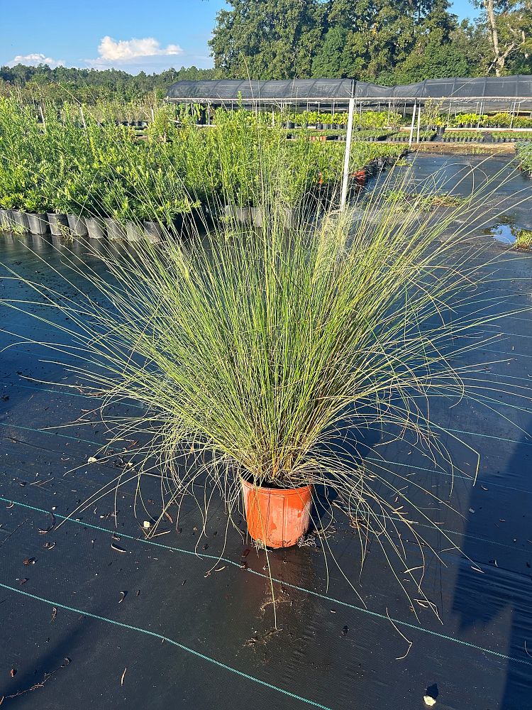 muhlenbergia-capillaris-white-cloud-gulf-coast-muhly-grass-hair-awn-muhly