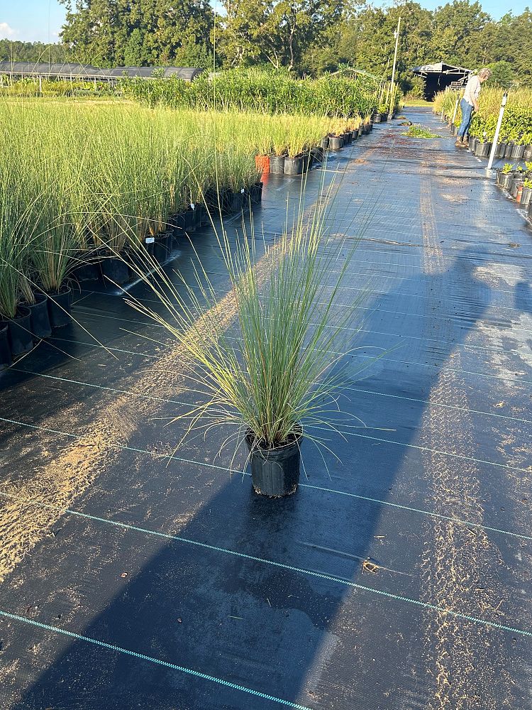 muhlenbergia-capillaris-white-cloud-gulf-coast-muhly-grass-hair-awn-muhly