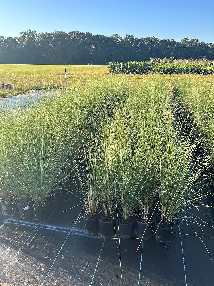 muhlenbergia-capillaris-white-cloud-gulf-coast-muhly-grass-hair-awn-muhly