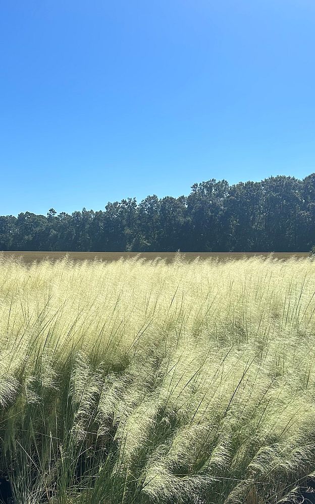 muhlenbergia-capillaris-white-cloud-gulf-coast-muhly-grass-hair-awn-muhly