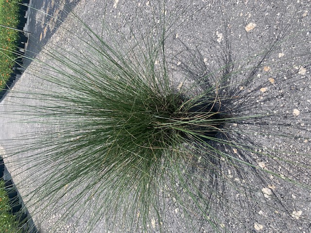 muhlenbergia-muhly-grass