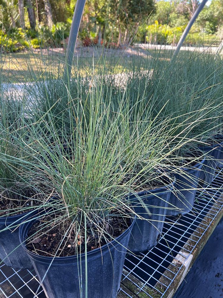 muhlenbergia-muhly-grass