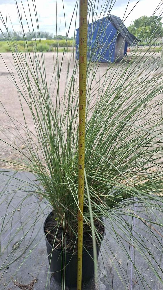 muhlenbergia-muhly-grass