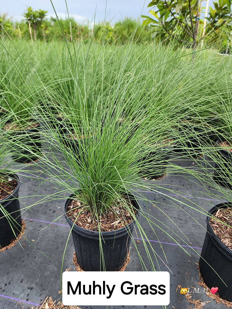 muhlenbergia-muhly-grass