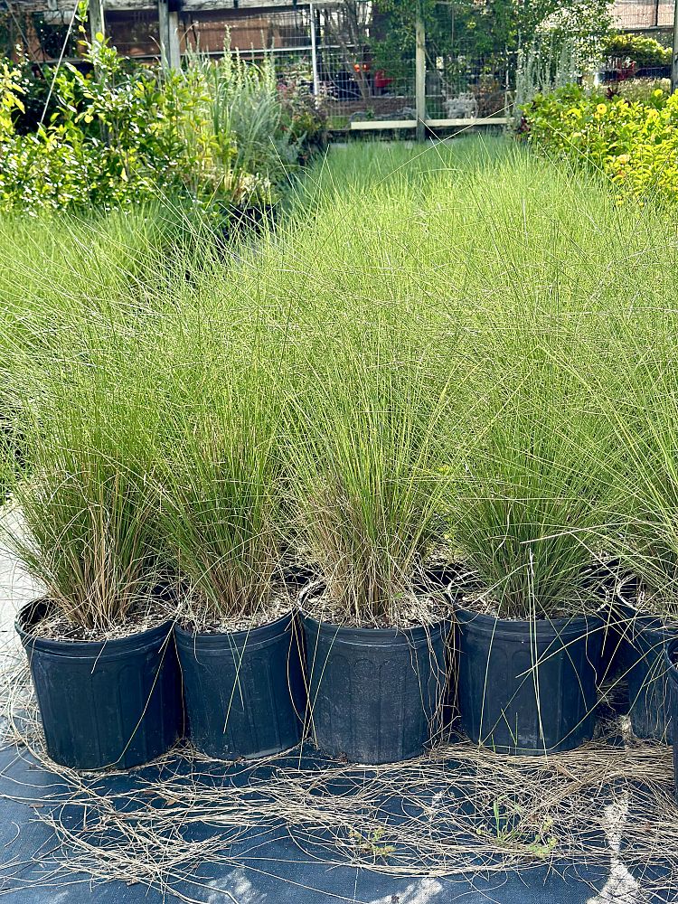 muhlenbergia-muhly-grass