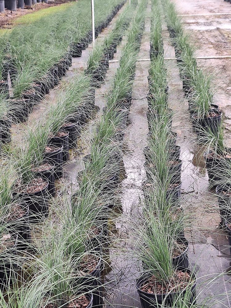 muhlenbergia-muhly-grass