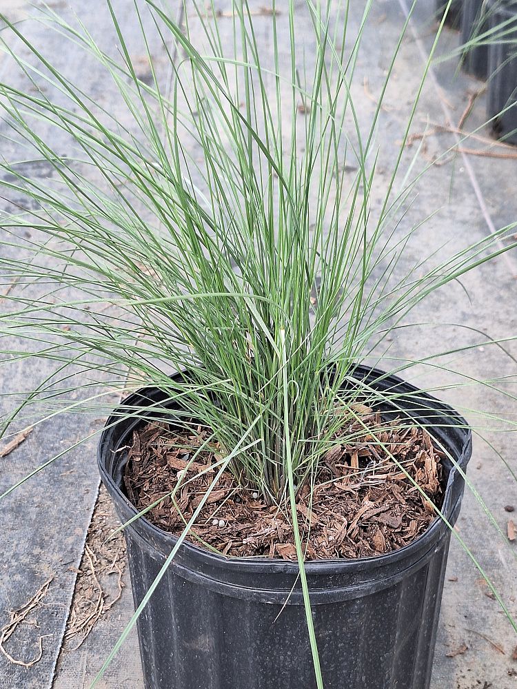 muhlenbergia-muhly-grass